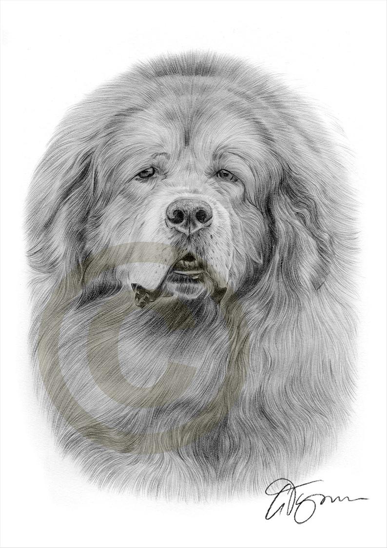 794x1123 tibetan mastiff pencil drawing print artwork signed - Mastiff Drawing
