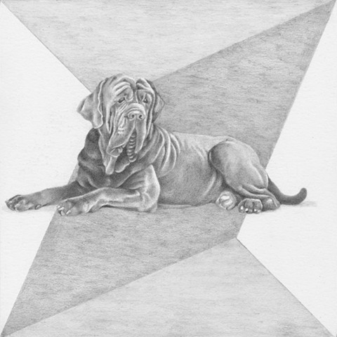480x480 chantelle norton - Mastiff Drawing