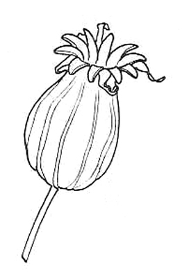 272x400 mature campion fruit drawings of fruit formation in plants - Mature Drawing