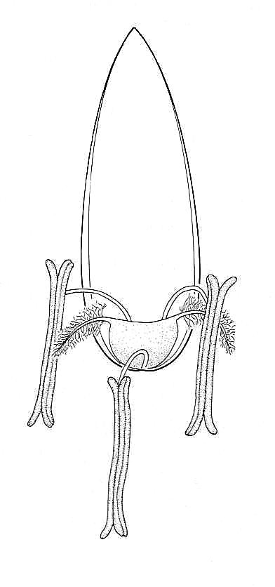 392x836 rye grass flower, mature, biological drawing resources - Mature Drawing