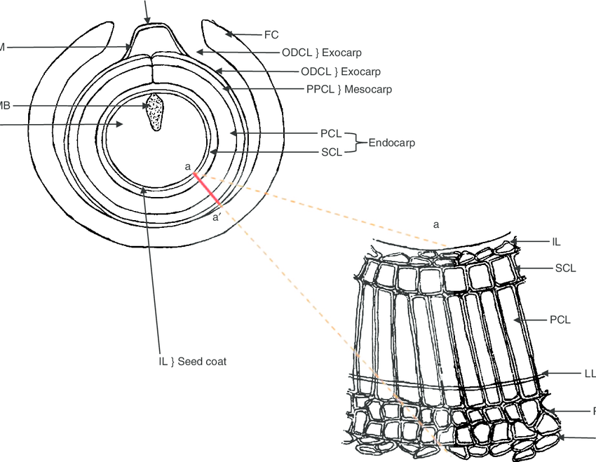 850x659 a line diagram of the mature fruit - Mature Drawing