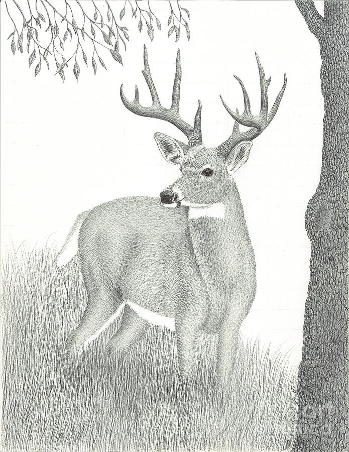 695x900 In The Meadow Drawing - Meadow Drawing