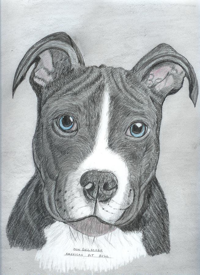 654x900 American Pit Bull Drawing - Mean Bull Drawing