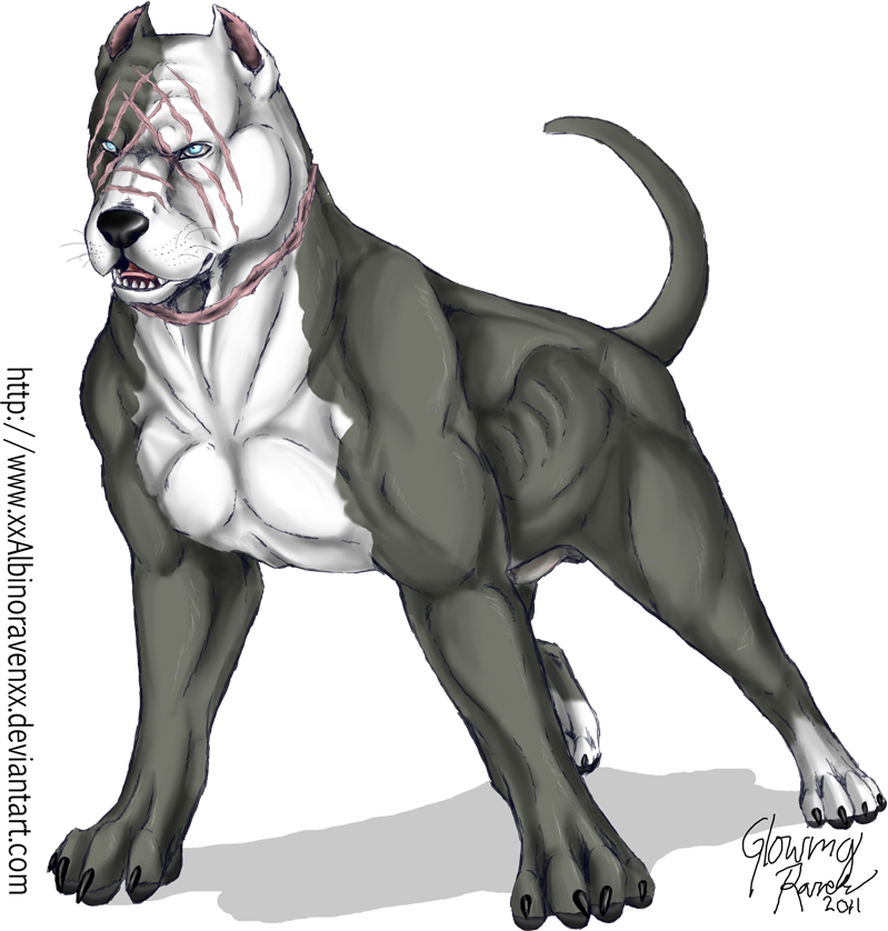 799x838 Mean Pitbull Dog Drawing - Mean Dog Drawing