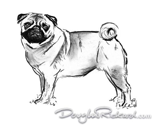 532x436 Pug Drawing - Mean Dog Drawing
