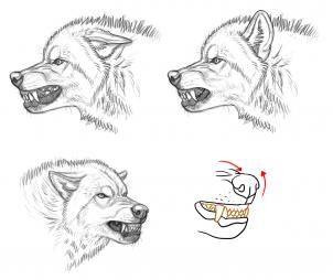 302x254 How To Draw A Mean Wolf - Mean Wolf Drawing