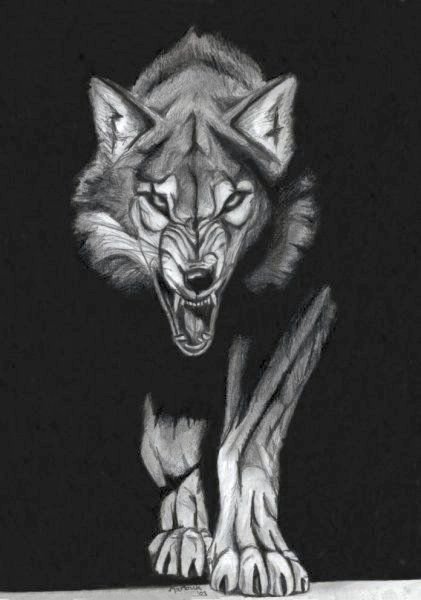 421x600 Stalking Wolf - Mean Wolf Drawing