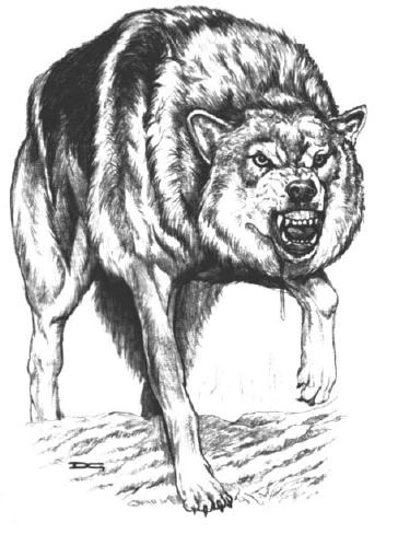 364x488 Timber Wolf Wowwiki Fandom Powered - Mean Wolf Drawing