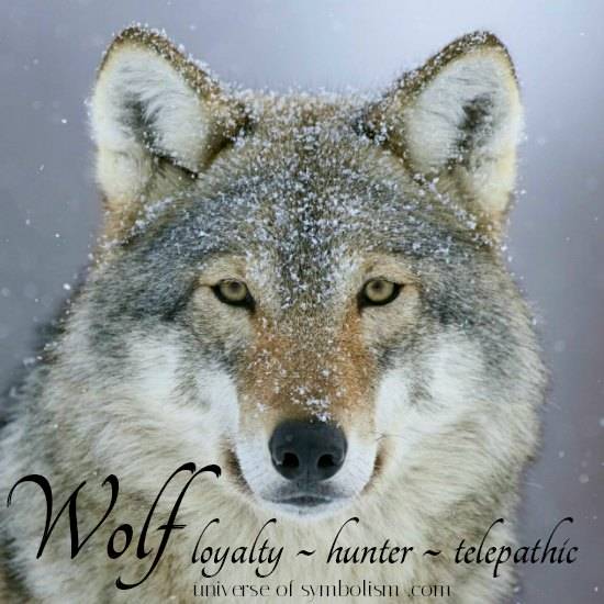 550x550 wolf symbolism wolf meaning wolf spirit animal healing medicine - Mean Wolf Drawing