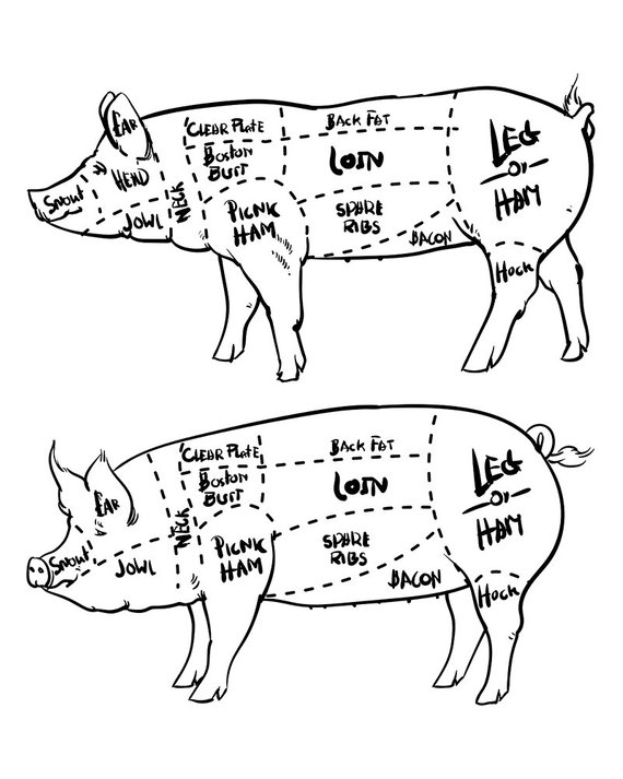 570x713 cut of meat set hand drawn pig isolated drawing vector - Meat Drawing