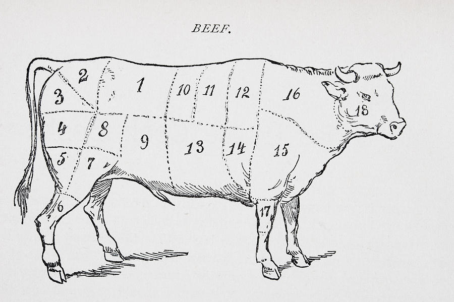 900x599 Drawing Of A Bullock Marked To Show Eighteen Different Cuts - Meat Drawing
