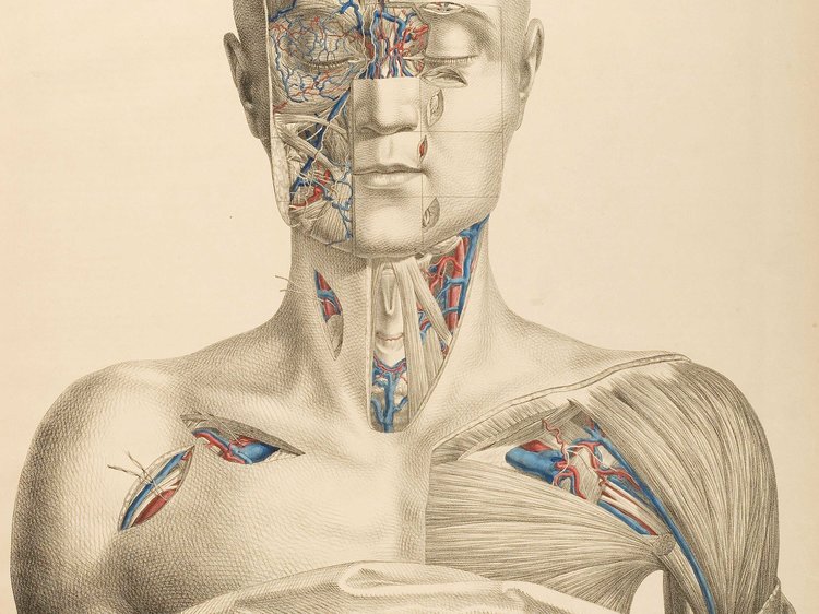 750x562 how a medical student reacted to cutting open a body for the first - Medical Body Drawing