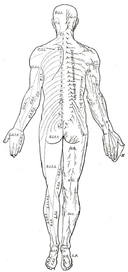 417x886 Human Body Diagram - Medical Body Drawing