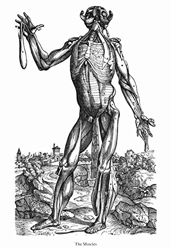 346x500 vintage medical anatomy illustration human body anatomical - Medical Body Drawing