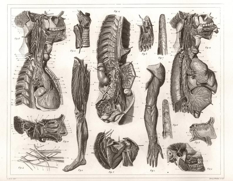 794x616 Anatomical Drawing Nerves Of The Human Body New Fine Art Etsy - Medical Body Drawing