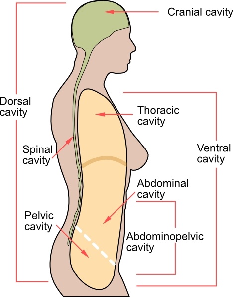 468x596 medical body cavities en clip art free vector in open office - Medical Body Drawing