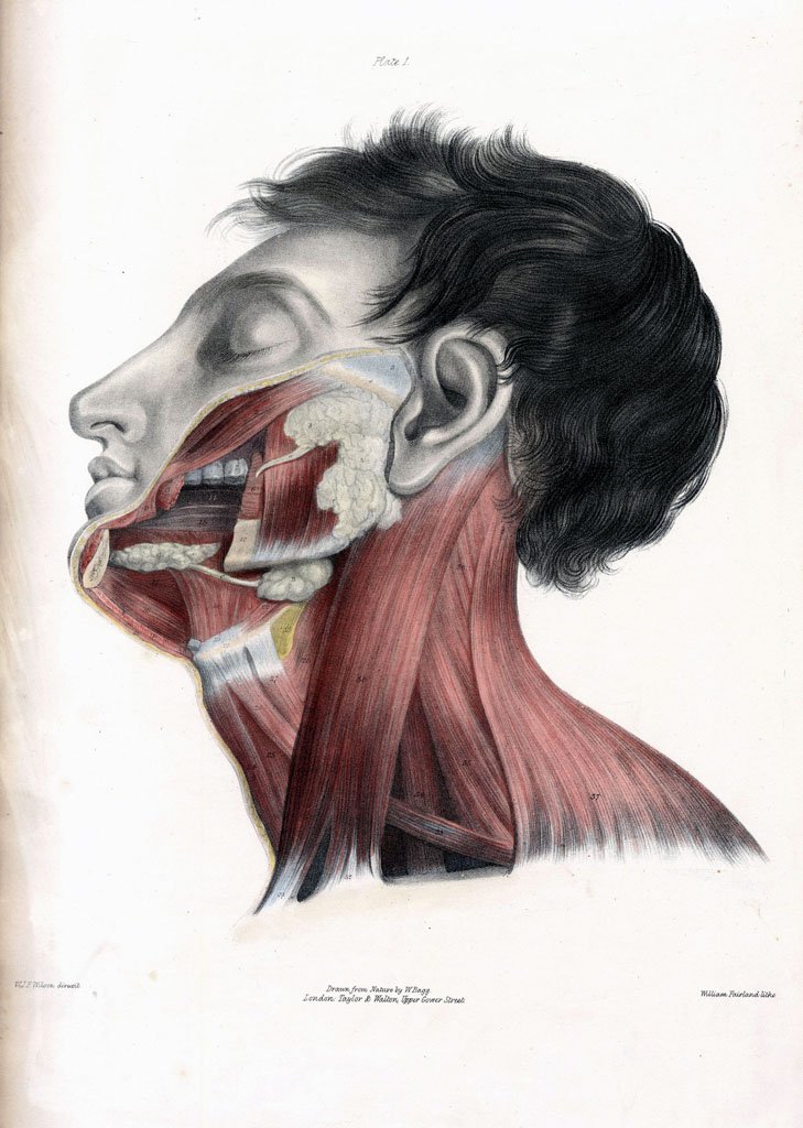 729x1024 museum of london head inspired 'to leave body to medical science - Medical Body Drawing