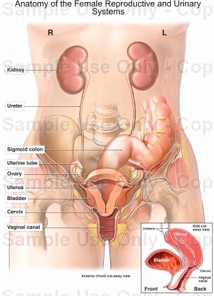 313x432 Organ Diagram Female Elegant Collection Of Female Body Drawing - Medical Body Drawing