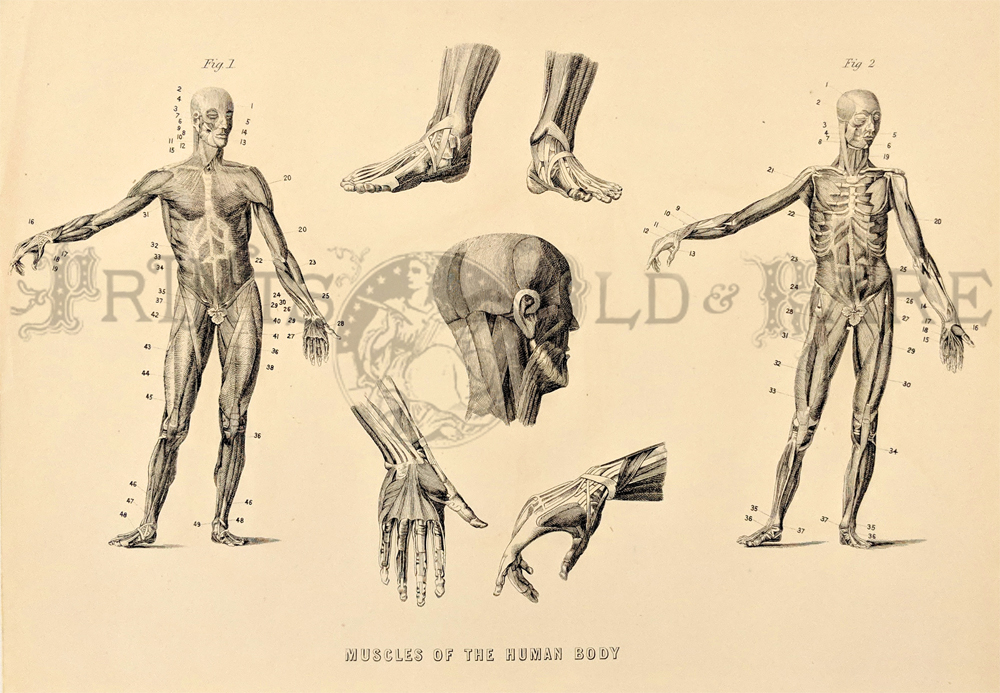 1000x693 Prints Old Rare - Medical Body Drawing