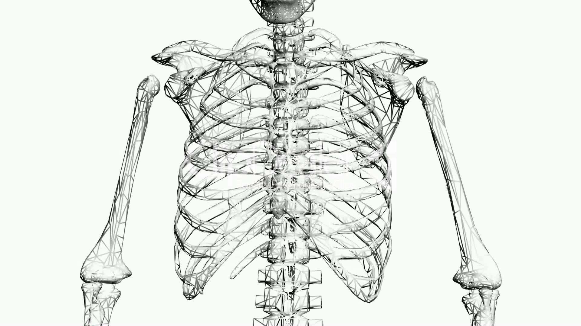 1920x1080 rotation of skeleton ribs,chest,anatomy,human,medical,body - Medical Body Drawing