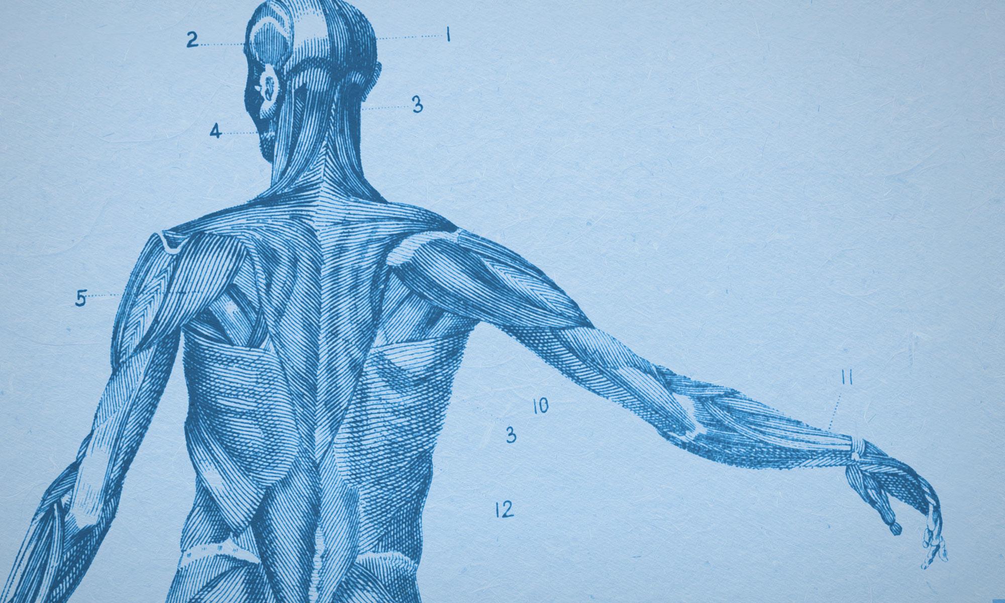 2000x1200 The Most Critical Factor In Medicine Human Bias - Medical Body Drawing