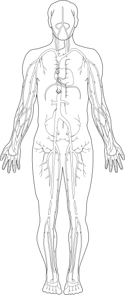 252x593 veins medical diagram clip art free vector in open office drawing - Medical Body Drawing
