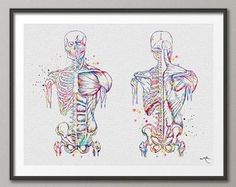 236x187 Best Bodies Images In Art Drawings, Drawings, Figure - Medical Body Drawing