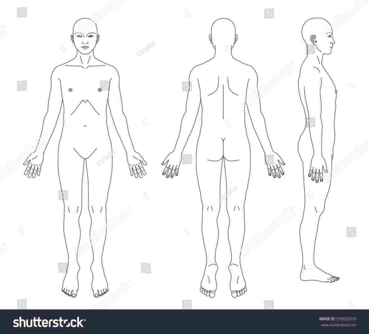 1185x1072 medical body profile drawing - Medical Body Drawing
