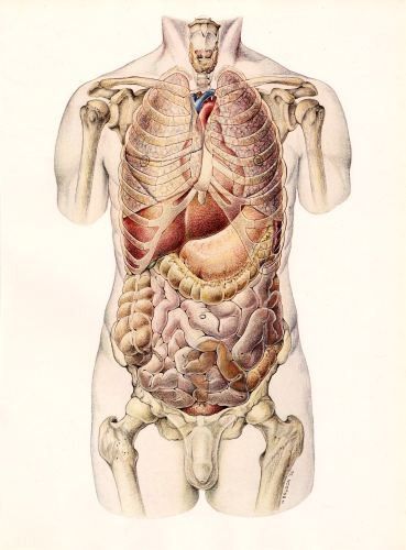 369x500 torso anatomy in anatomy organs, anatomy, medical anatomy - Medical Body Drawing