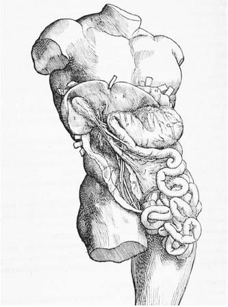 333x449 A Sixteenth Century Anatomical Diagram Of The Internal Organs - Medical Body Drawing