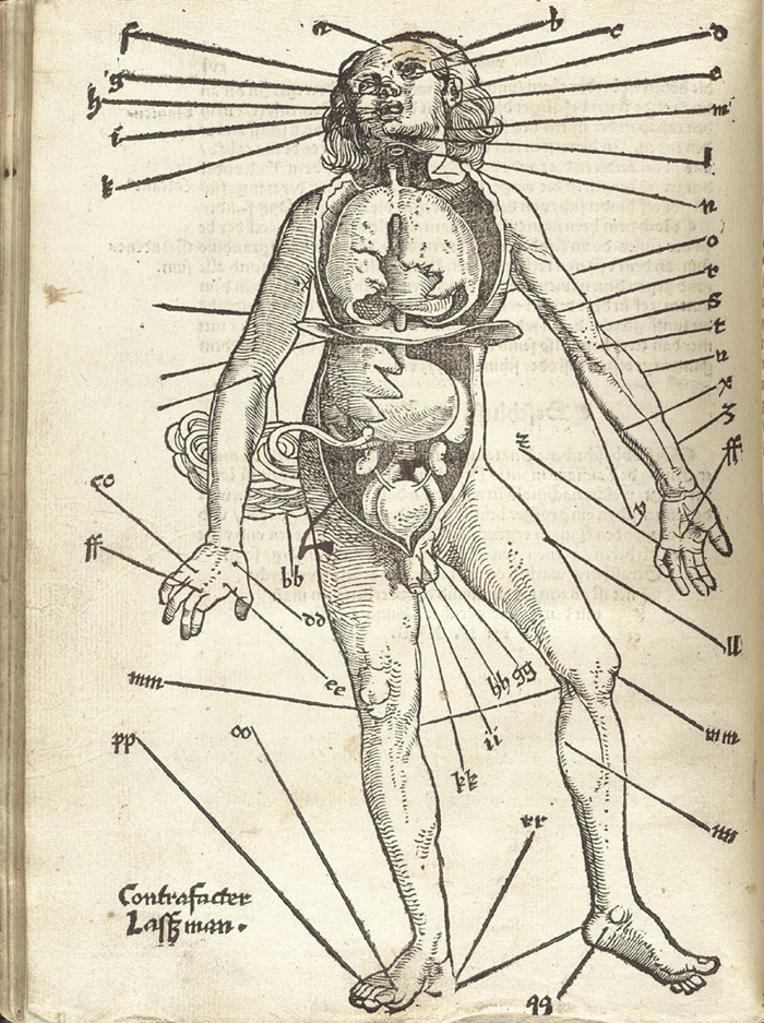 700x937 Body Of Knowledge Design Observer - Medical Body Drawing