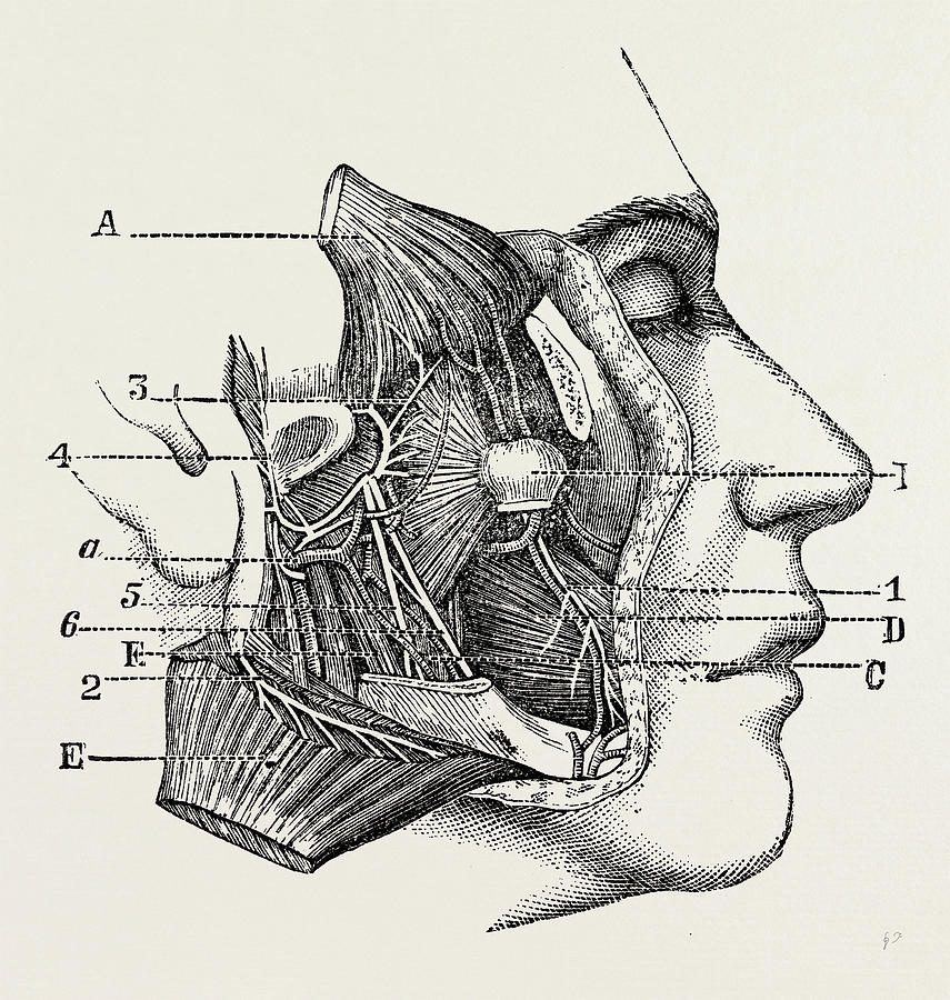 855x900 dissection of the third division, medical equipment drawing - Medical Equipment Drawing