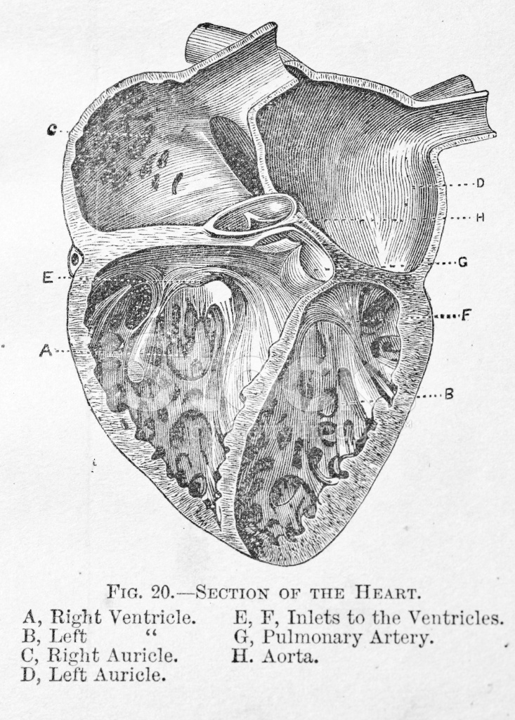733x1024 antique medical illustration chambers of the human heart stock - Medical Heart Drawing