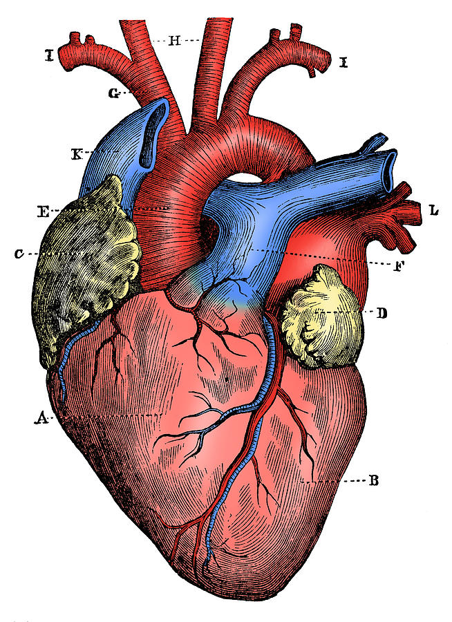 Medical Heart Drawing at Explore collection of