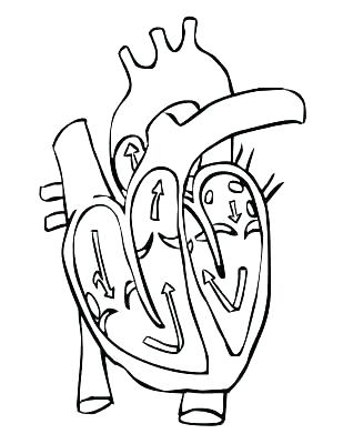 309x400 diagram of the circulatory system for kids medical anatomy heart - Medical Heart Drawing