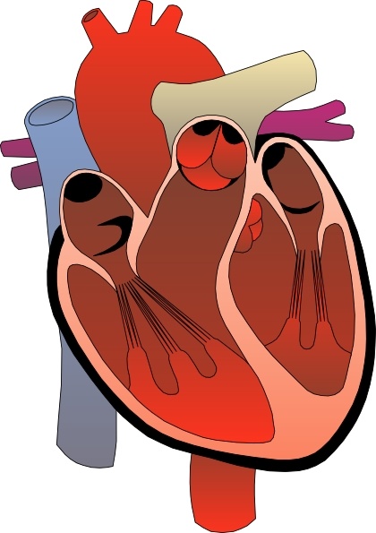 420x595 heart medical diagram clip art free vector in open office drawing - Medical Heart Drawing
