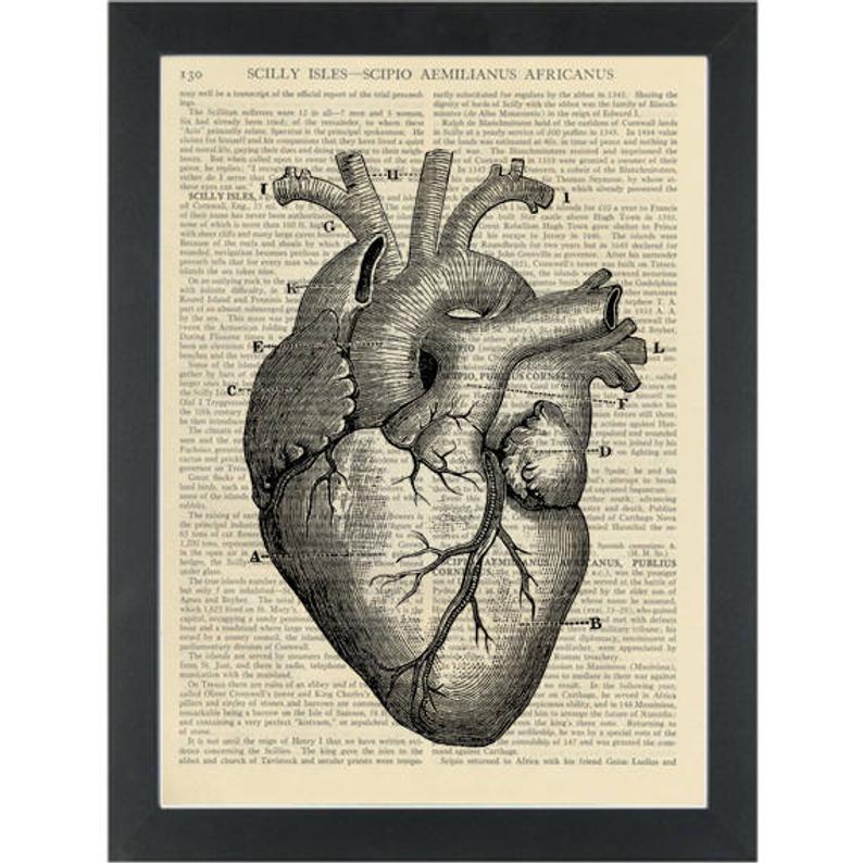 794x794 heart vintage anatomy medical drawing botanical drawing etsy - Medical Heart Drawing