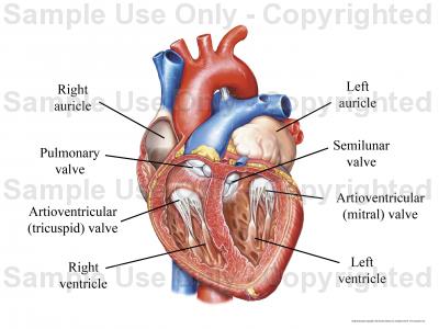 400x300 Heart With Valves - Medical Heart Drawing