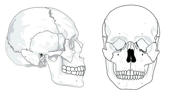 596x350 medical drawing skull mind health bones frames of a heart blindworm - Medical Heart Drawing