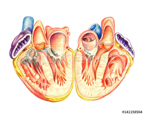 500x400 the human heart lengthwise cut, hand drawn medical illustration - Medical Heart Drawing