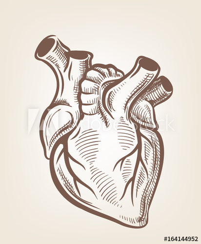412x500 vector medical heart - Medical Heart Drawing