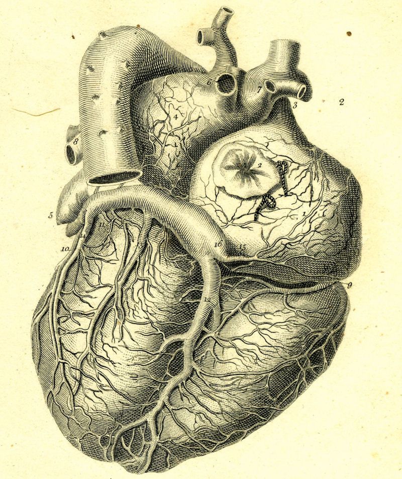 800x953 vintage medical illustration - Medical Heart Drawing