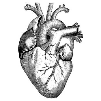 350x350 want to somehow combine a medical illustration style heart - Medical Heart Drawing