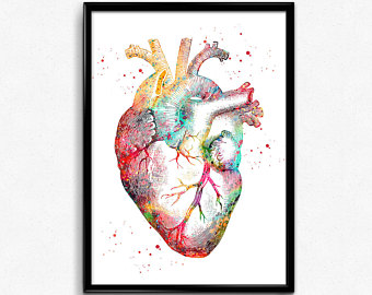 340x270 Anatomical Heart Art Etsy - Medical Heart Drawing