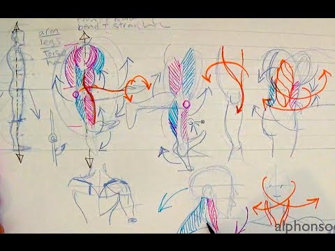 480x360 How To Draw Human Anatomy Part Beginner Introduction - Medical Human Body Outline Drawing