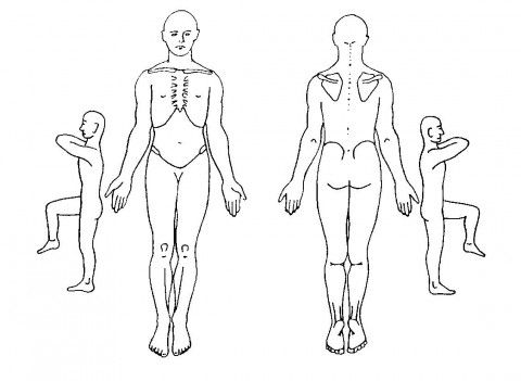 480x351 Human Outline Drawing Sections - Medical Human Body Outline Drawing