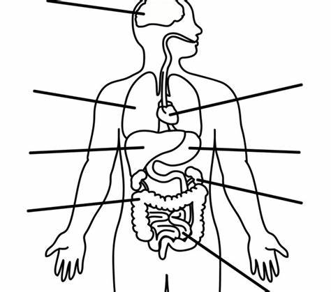 474x419 medical human body outline drawing gtgt - Medical Human Body Outline Drawing