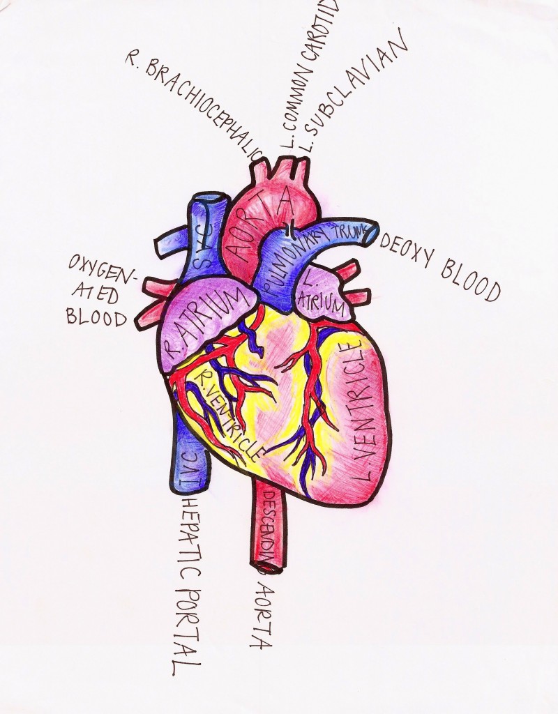 800x1024 drawing from medicine doctors who create - Medicine Drawing