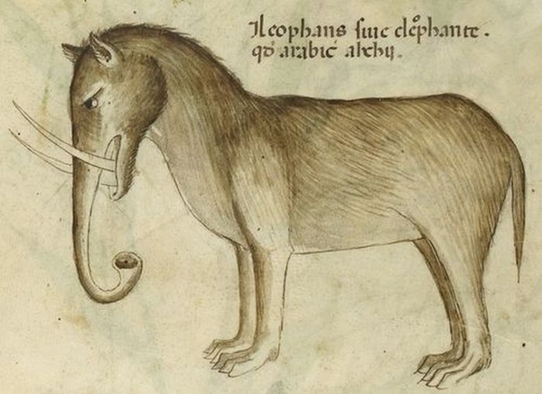600x437 in the middle ages, artists knew about the existence of elephants - Medieval Drawings