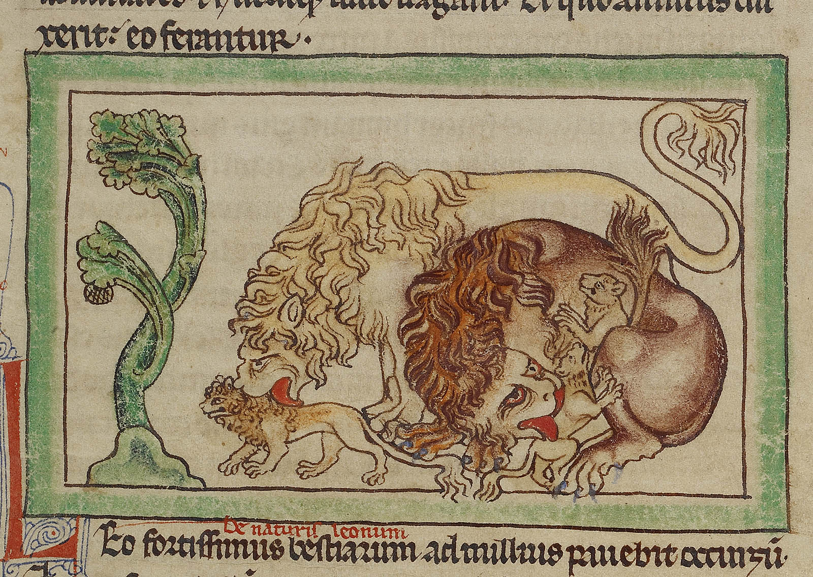 1600x1135 The Laudable Lion Of The Medieval Mind The Getty Iris - Medieval Lion Drawing